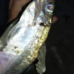 ナイトアジング