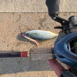 相変わらずな僕。