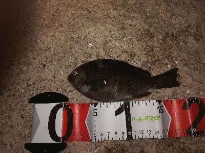 アタリは少なめ