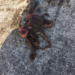 キロ超えならず…