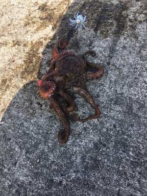 キロ超えならず…