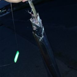 今年は早いタチウオ‼︎