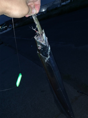 今年は早いタチウオ‼︎