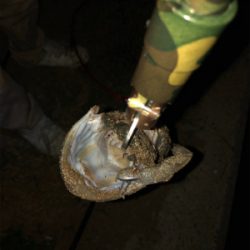 雨後の砂まみれシーバス