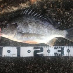 キビレ自己記録更新!