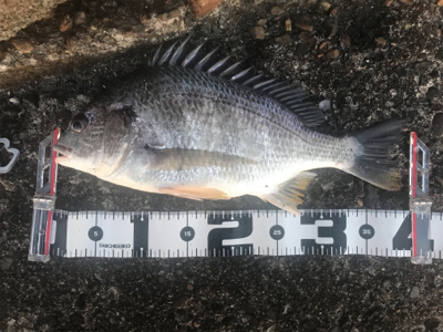 キビレ自己記録更新!