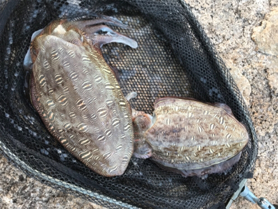 仕事帰りに短時間エギング