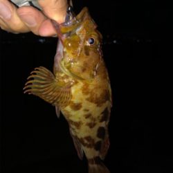 青物もシーバスもあかんかった