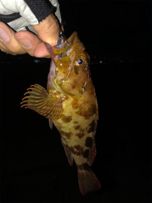 青物もシーバスもあかんかった