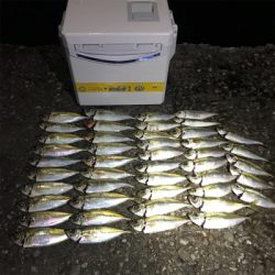 周防大島 アジング