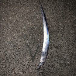 21時から数時間釣行