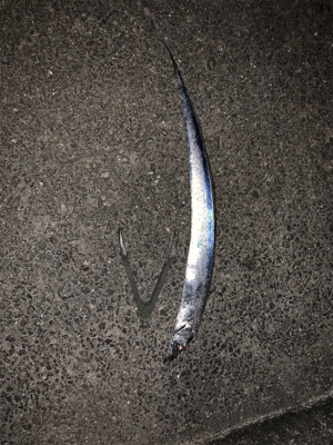 21時から数時間釣行