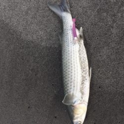 初夏のシログチ