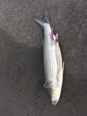 初夏のシログチ