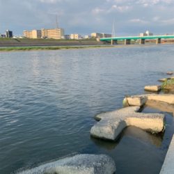 今日も手長えび