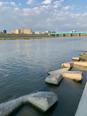 今日も手長えび