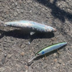 大真鰯の醸す夢は