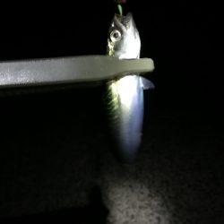 ナイトアジング