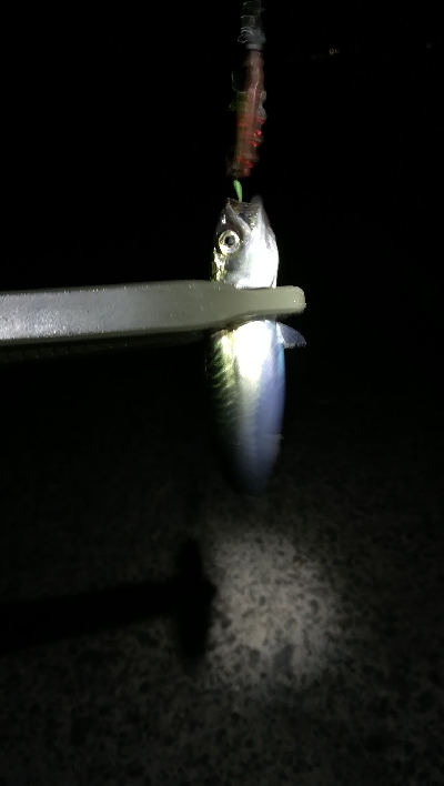 ナイトアジング