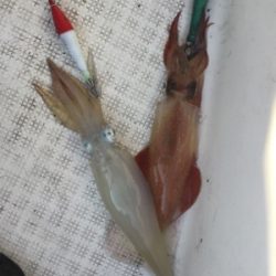 イカメタル開幕?