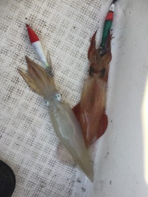 イカメタル開幕?