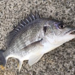 風が強くて釣り難い