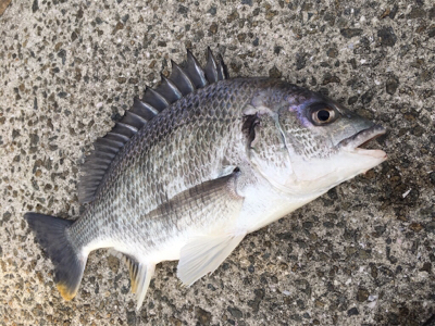 風が強くて釣り難い