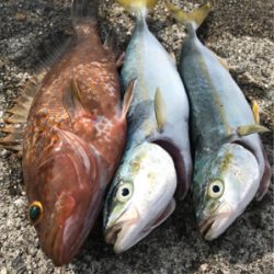 今季初アコウ・青物