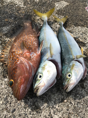 今季初アコウ・青物