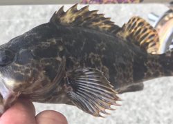 自作目印初キャッチがこれ