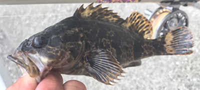 自作目印初キャッチがこれ