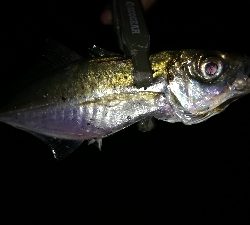 ナイトアジング