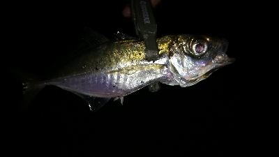 ナイトアジング