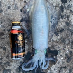 アオリイカとヤリイカ