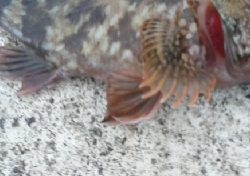 今シーズン最大