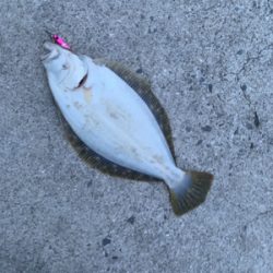 高級天然美味魚!