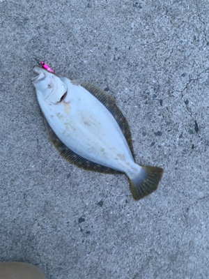 高級天然美味魚!