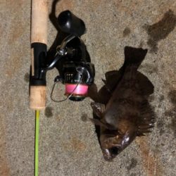 初のリバーシーバス