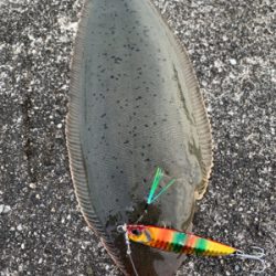 ヒラメ、青物釣行〜