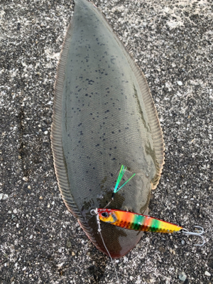 ヒラメ、青物釣行〜