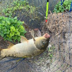 またまた鯉釣りへ