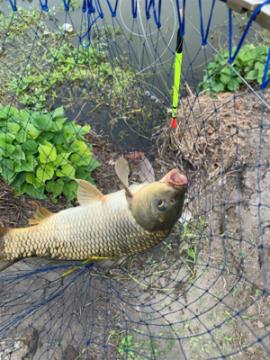 またまた鯉釣りへ