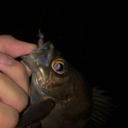 メバル、アジ爆釣!