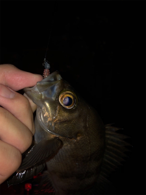 メバル、アジ爆釣!