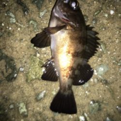 貝塚ライトゲームで7目達成！