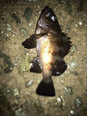 貝塚ライトゲームで7目達成！