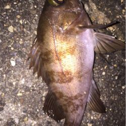 今週はメバリング