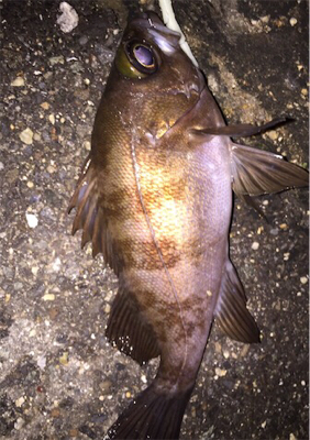 今週はメバリング