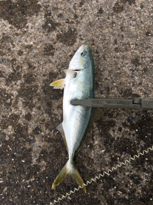 スーパーライトショアジギング