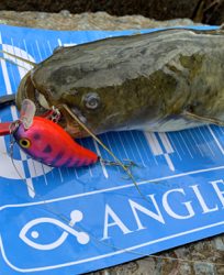 武庫川河川敷ナマズゲーム